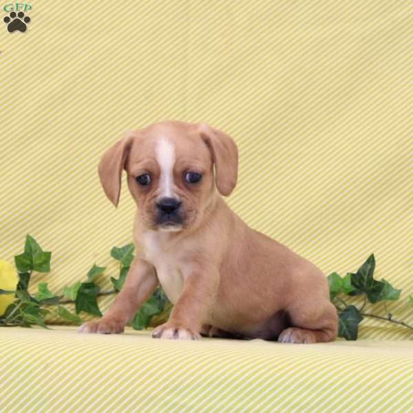 BJ, Boston Terrier Mix Puppy